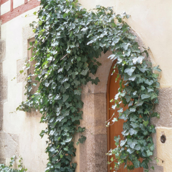 Hedera helix 'Glacier' | Snelgroeiende Klimop met Bonte Bladeren voor Haag, Bodembedekking of Gevelgroen