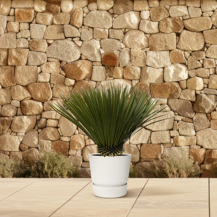 Yucca Rostrata | Blauwe palmlelie – 70 cm – Ø30 cm