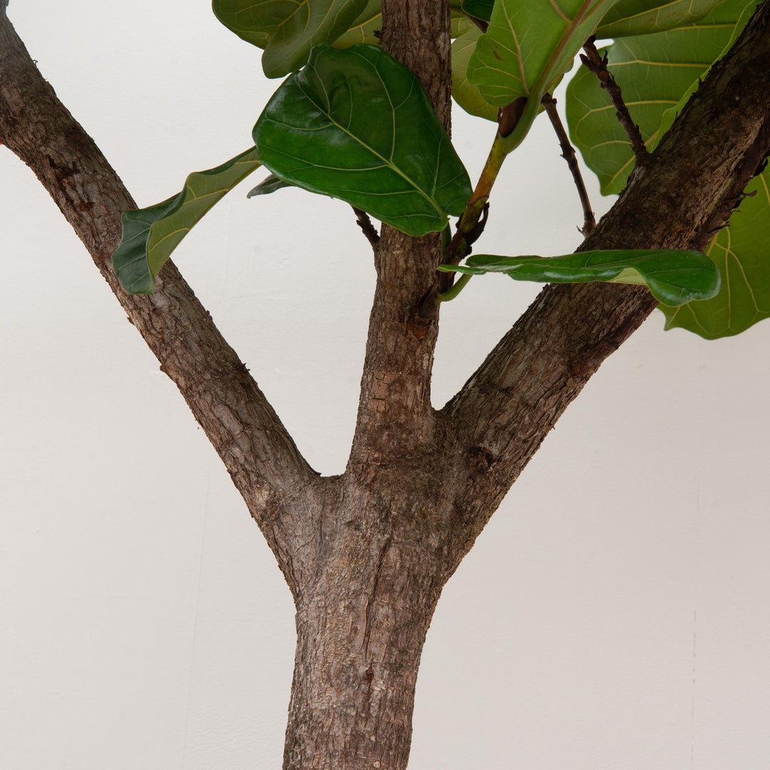 Ficus Lyrata Boom | 270 cm Hoog | Vioolbladplant
