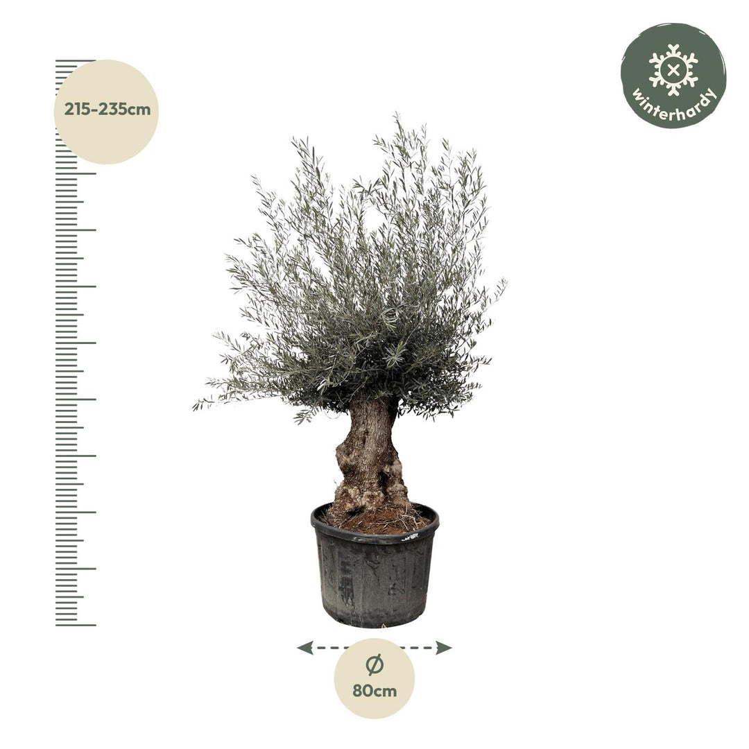Olea Europaea Bonsai | Olijfboom – 270 cm – Ø80 cm