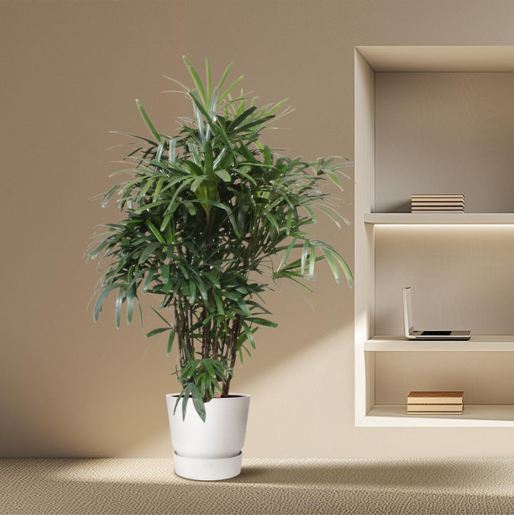 Rhapis Excelsa | Vingerpalm – 190 cm – Ø40 cm