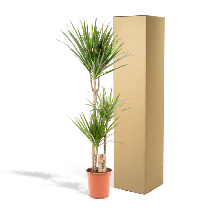 Dracaena Marginata | Drakenbloedboom | Luchtzuiverende Kamerplant
