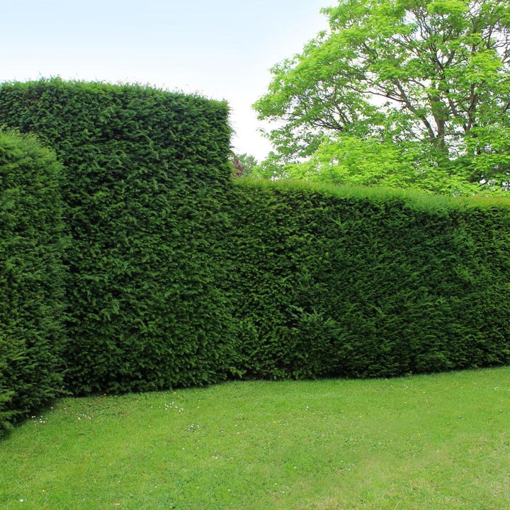Taxus Baccata | Grote haagplant – 10 meter – 12L – 20x – 100–125 cm