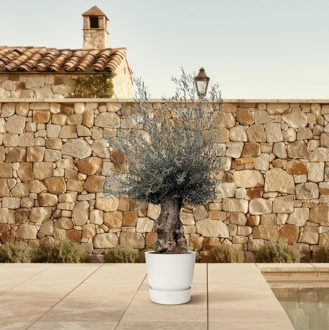 Olea Europaea Bonsai | Olijfboom – 270 cm – Ø80 cm