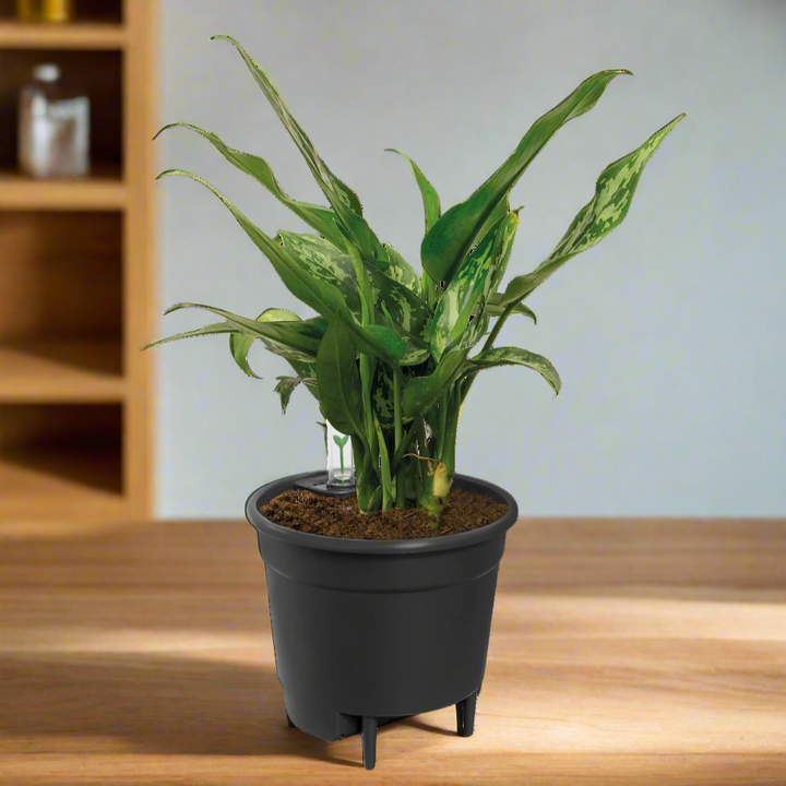 Self Watering Insert | Slimme Inzet met Waterreservoir | Voor Binnen & Buiten