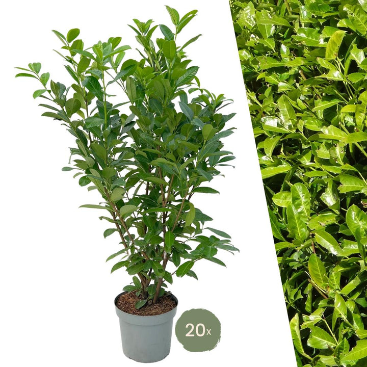 Laurierkers Rotundifolia | Grote haagplant – 10 meter – 15L – 20x – 125–150 cm