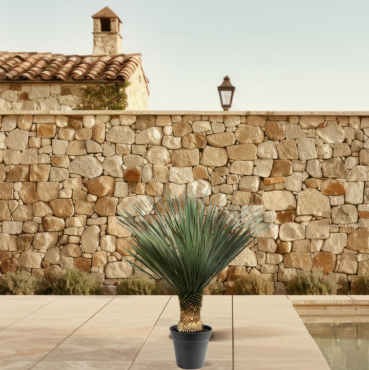 Yucca Rostrata | Blauwe palmlelie – 100–120 cm – Ø40 cm