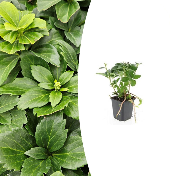 Pachysandra terminalis | Wintergroen Schaduwkruid – Bodembedekker voor Schaduwrijke Tuinen