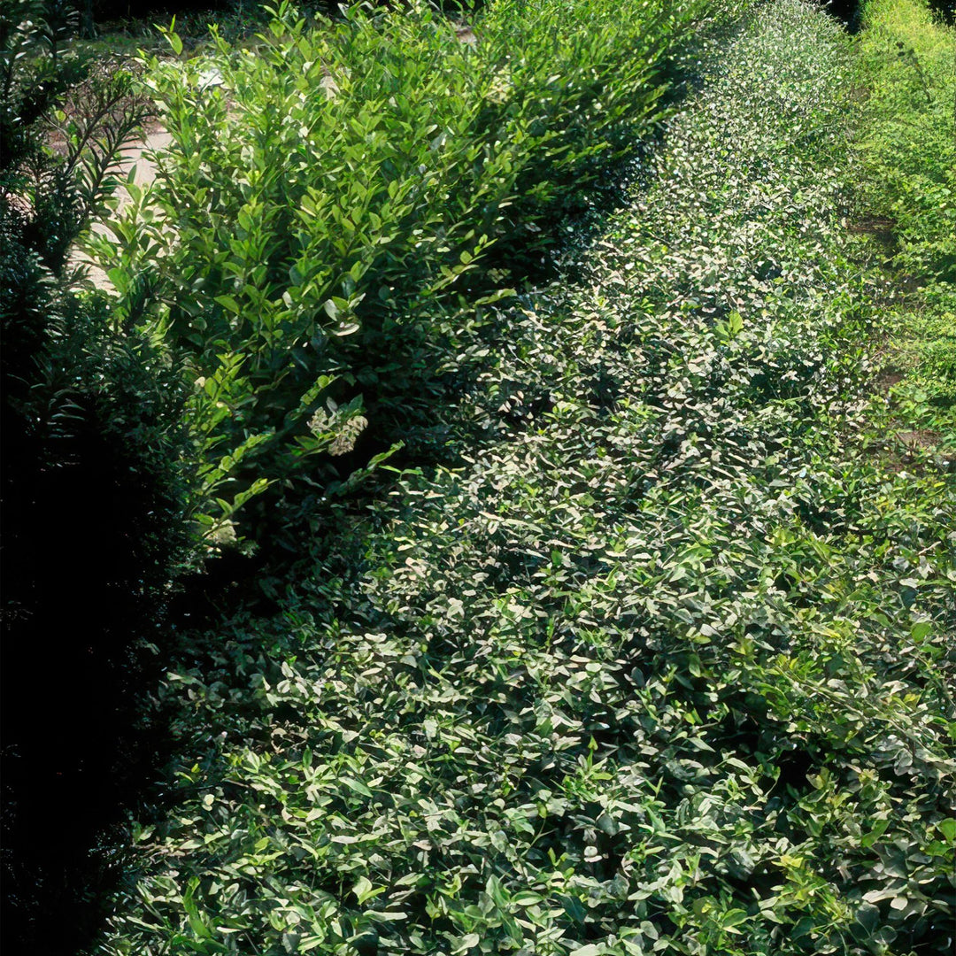 Euonymus fortunei ‘Radicans’ | Wintergroene Bodembedekker voor Schaduw – Sterk, Snelgroeiend en Onderhoudsarm