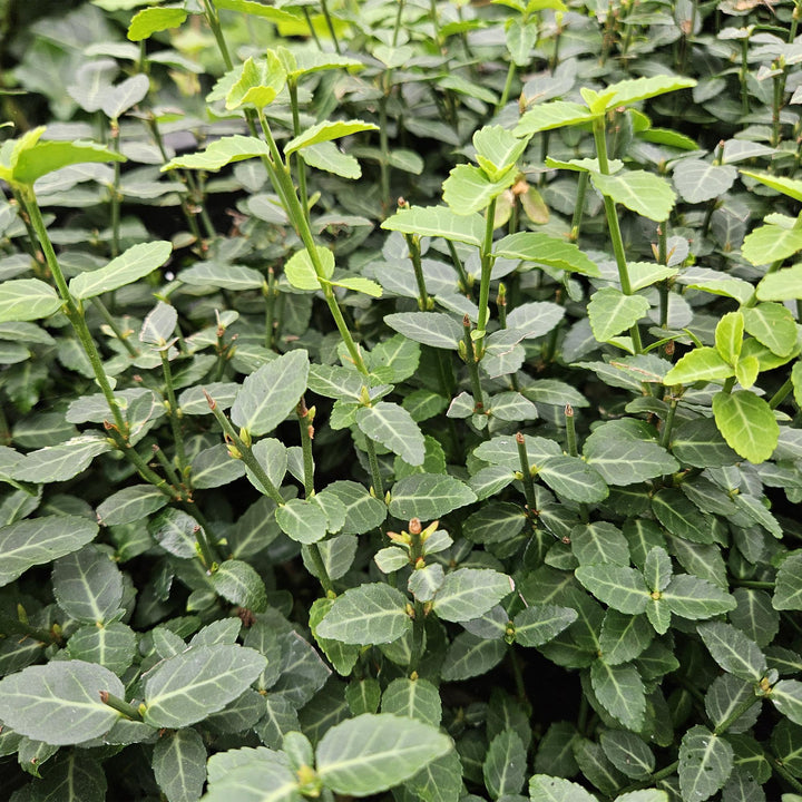 Euonymus fortunei ‘Radicans’ | Wintergroene Bodembedekker voor Schaduw – Sterk, Snelgroeiend en Onderhoudsarm