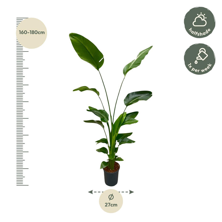 Strelitzia Nicolai | Witte Paradijsvogelplant – 170 cm – Ø24 cm