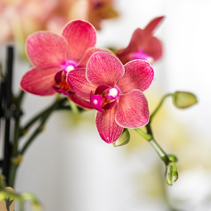 Orchidee Congo Rood | Multiflora | 30-35 cm