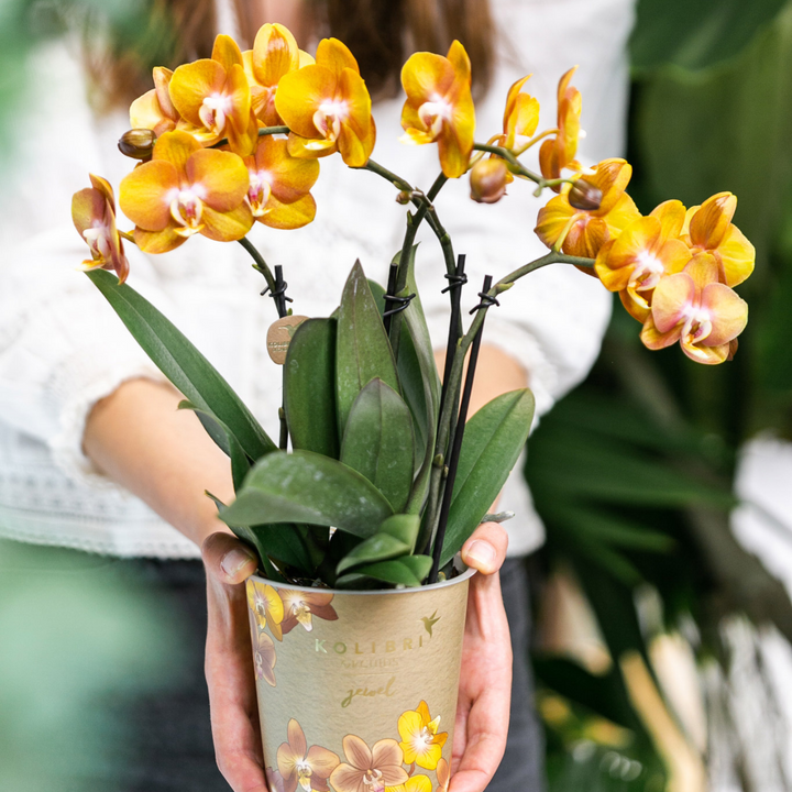 Oranje Phalaenopsis Orchidee | Multiflora | 3-4 Takken | 12 cm Pot