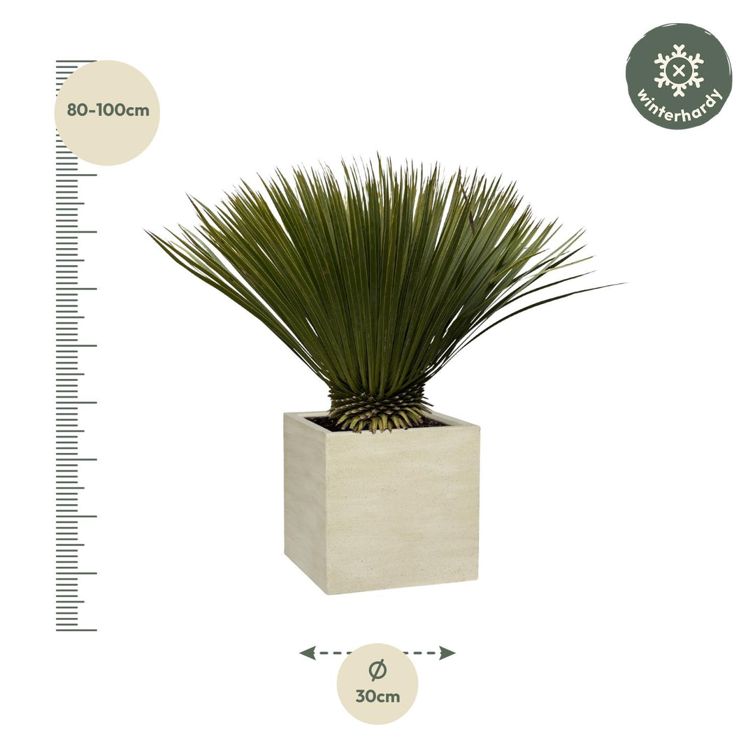 Yucca Rostrata | Blauwe palmlelie – 70 cm – Ø30 cm