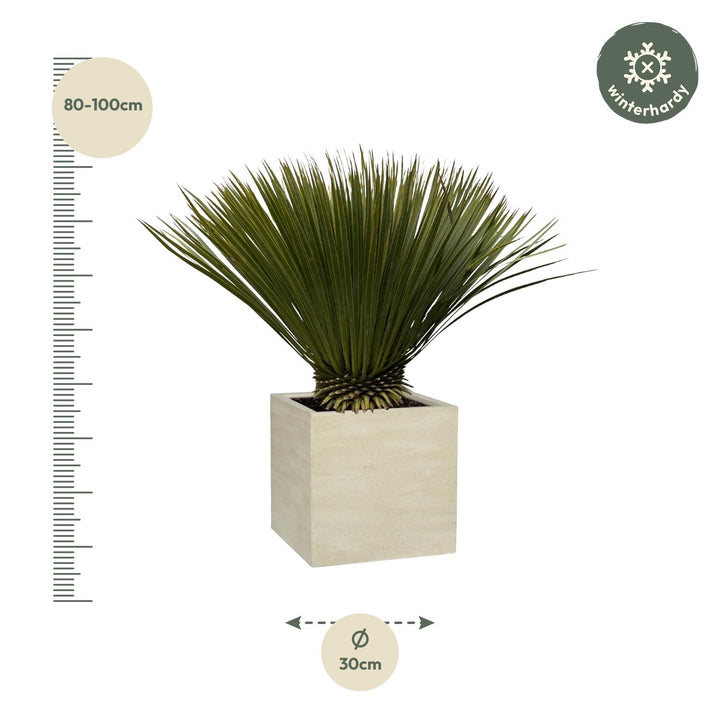 Yucca Rostrata | Blauwe palmlelie – 70 cm – Ø30 cm