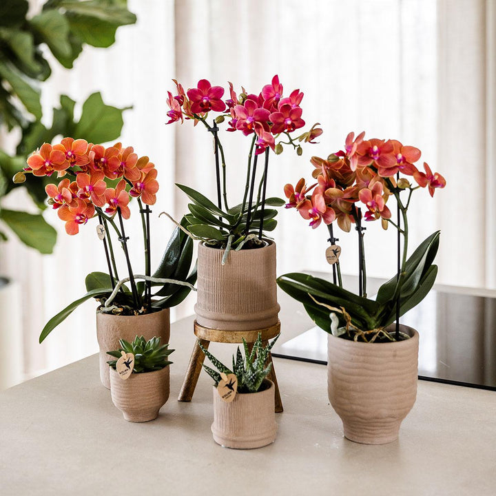 Orchidee Congo Rood | Multiflora | 30-35 cm