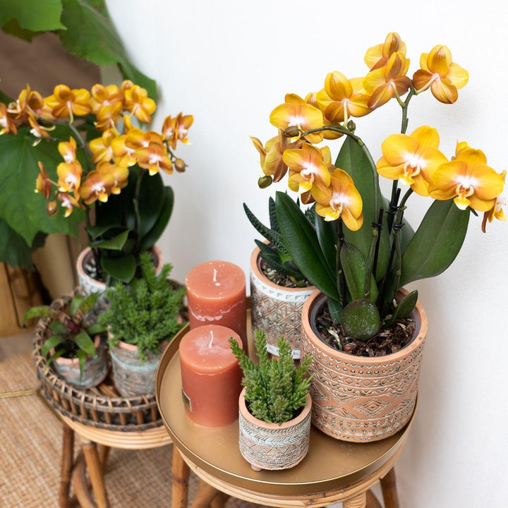 Oranje Phalaenopsis Orchidee | Multiflora | 3-4 Takken | 12 cm Pot