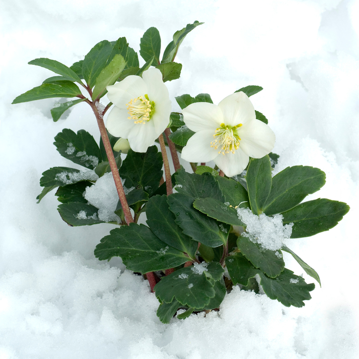Helleborus | Winterharde Kerstroos 12 cm Pot
