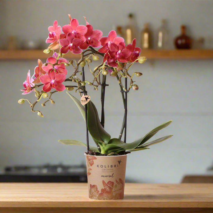 Orchidee Congo Rood | Multiflora | 30-35 cm
