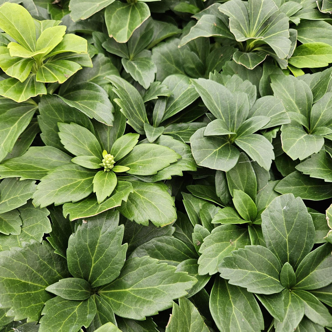Pachysandra terminalis | Wintergroen Schaduwkruid – Bodembedekker voor Schaduwrijke Tuinen