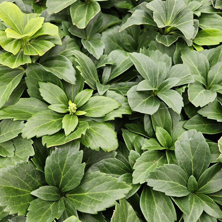 Pachysandra terminalis | Wintergroen Schaduwkruid – Bodembedekker voor Schaduwrijke Tuinen