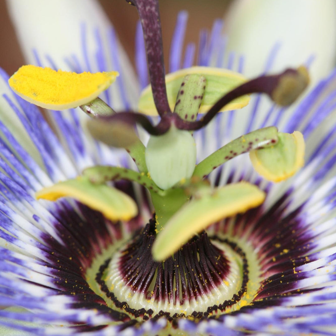 Passiebloem Caerulea | Blauwe Passiflora klimplant – Ø15cm ↕65cm