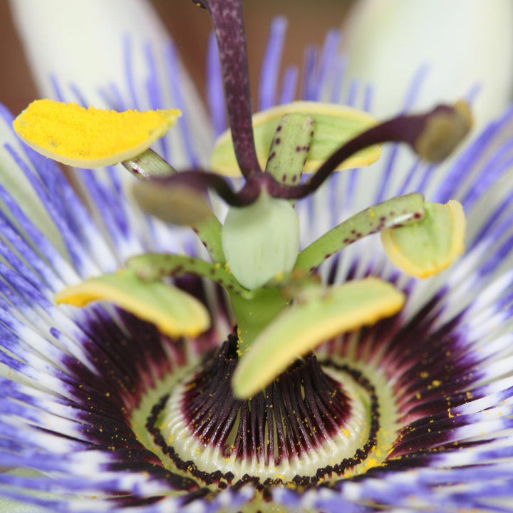 Passiebloem Caerulea | Blauwe Passiflora klimplant – Ø15cm ↕65cm