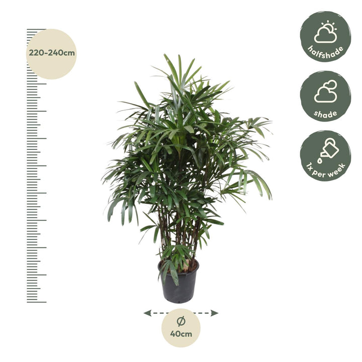 Rhapis Excelsa | Vingerpalm – 190 cm – Ø40 cm