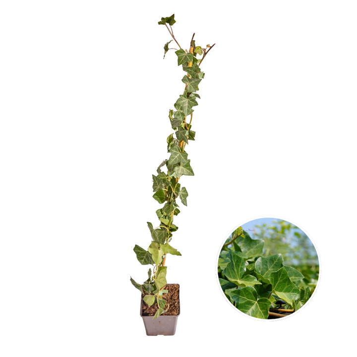 Hedera Hibernica Klimop (Gestokt) | Snelgroeiende Haagplant voor Privacy en Groen