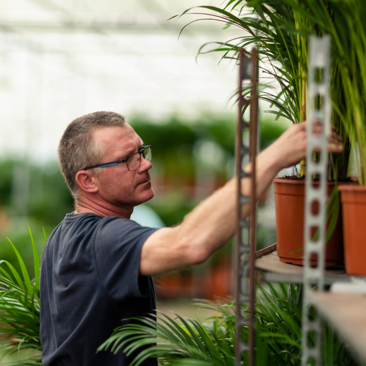 Dracaena Marginata | Drakenbloedboom | Luchtzuiverende Kamerplant