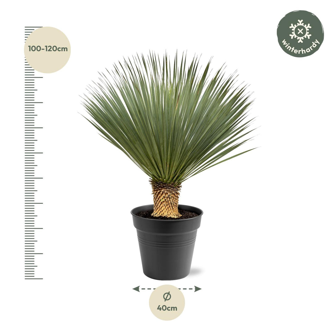 Yucca Rostrata | Blauwe palmlelie – 100–120 cm – Ø40 cm