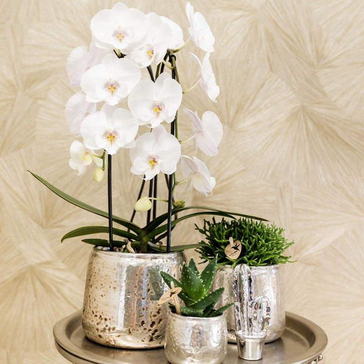 Niagara Fall Orchidee Wit | Grote Bloemen | 55-60 cm Hoog | 12 cm Pot