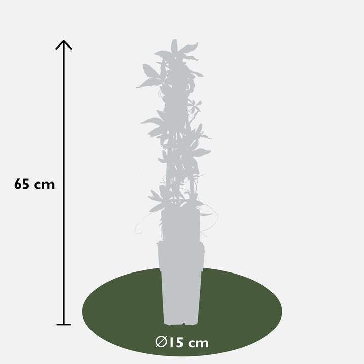 Passiebloem Caerulea | Blauwe Passiflora klimplant – Ø15cm ↕65cm