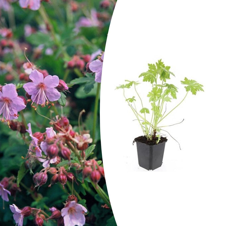 Geranium macrorrhizum – Geurende Bodembedekker met Voorjaarsbloei – Winterhard & Onderhoudsarm