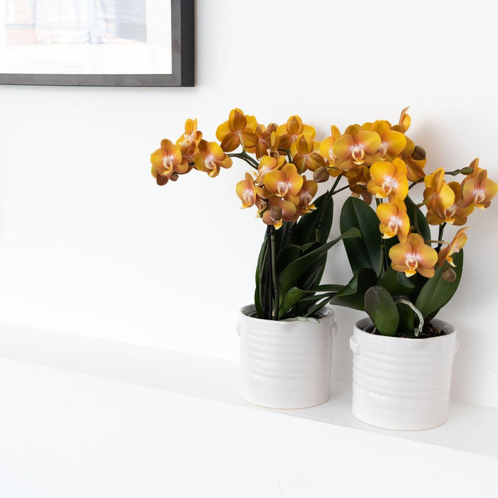 Oranje Phalaenopsis Orchidee | Multiflora | 3-4 Takken | 12 cm Pot