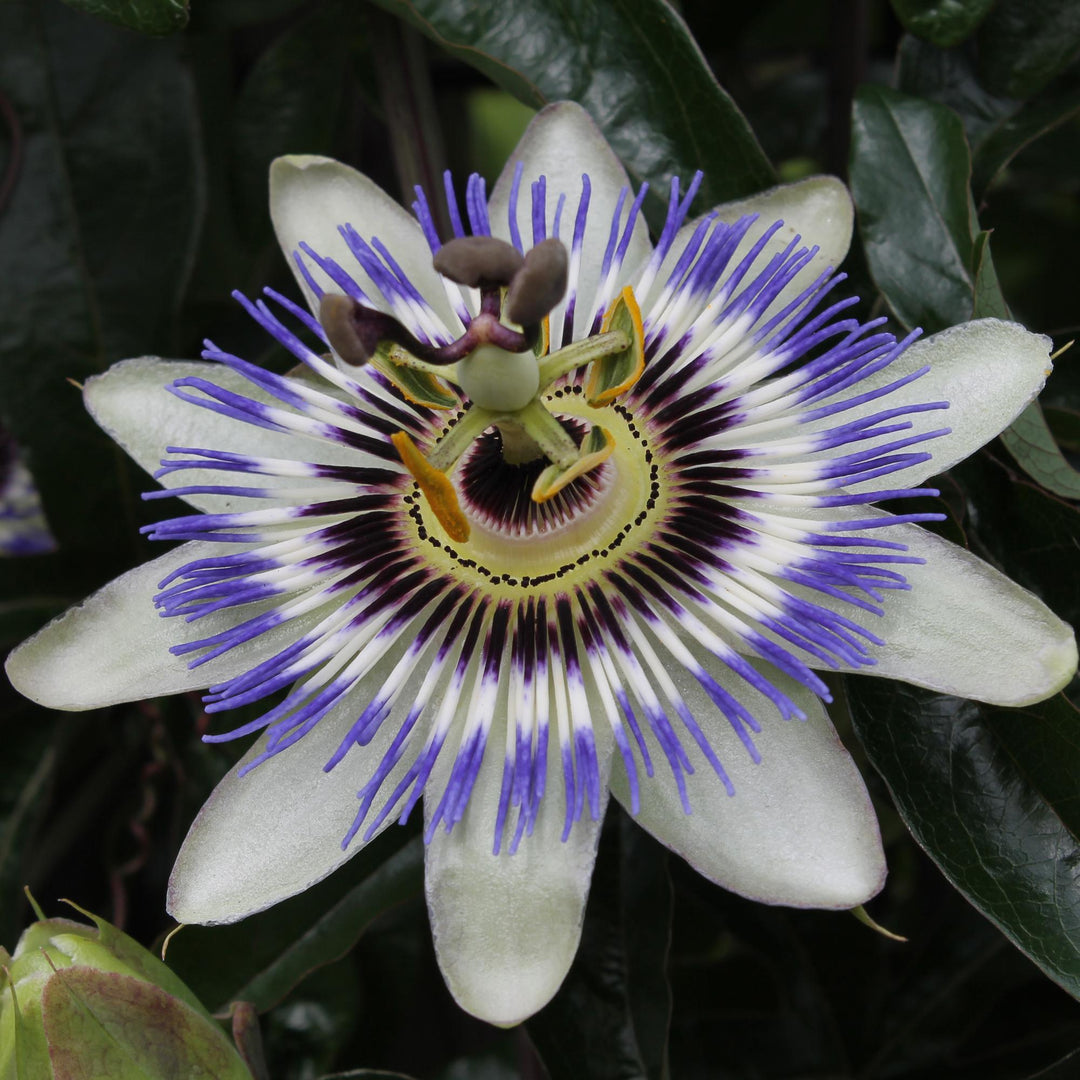Passiebloem Caerulea | Blauwe Passiflora klimplant – Ø15cm ↕65cm