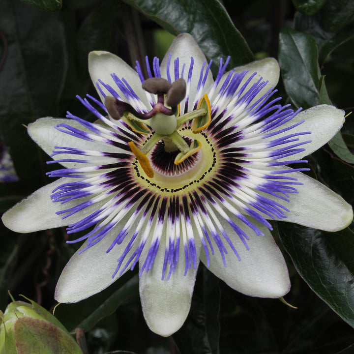 Passiebloem Caerulea | Blauwe Passiflora klimplant – Ø15cm ↕65cm