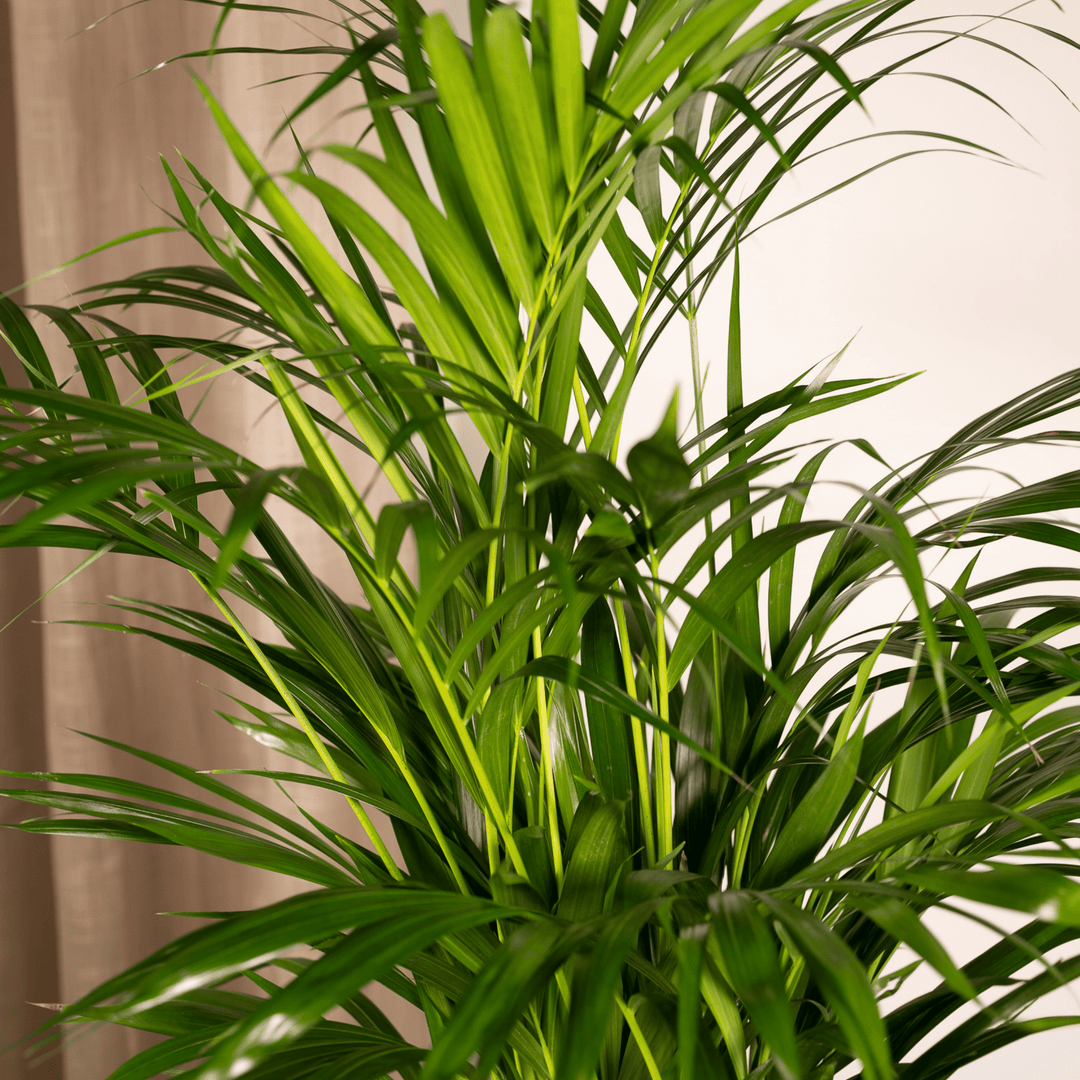 Areca Palm | Luchtzuiverende Tropische Kamerplant | Goudpalm