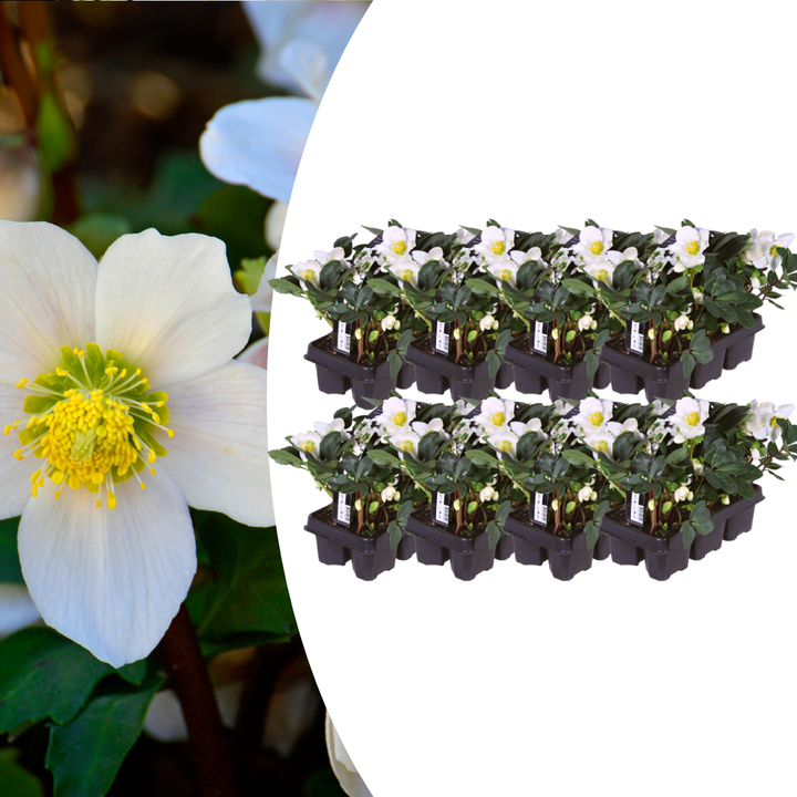 Helleborus | Winterharde Kerstroos 12 cm Pot