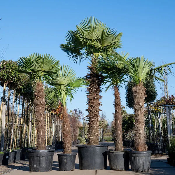 Trachycarpus Fortunei | Chinese waaierpalm – 240–270 cm – Ø40–Ø55 cm