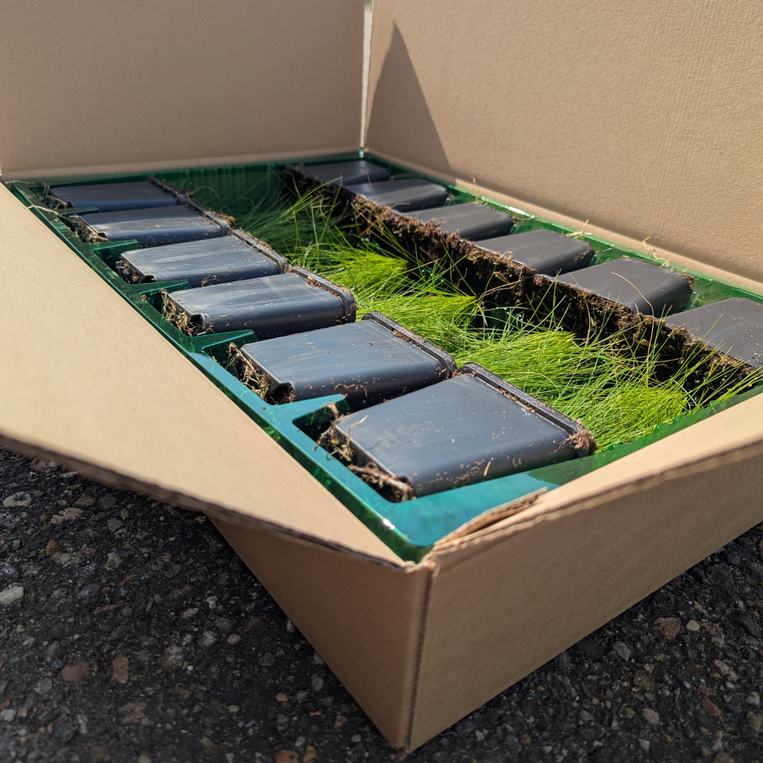 Waldsteinia ternata | Wintergroene Bodembedekker met Gele Bloei – Onderhoudsarm en Schaduwbestendig