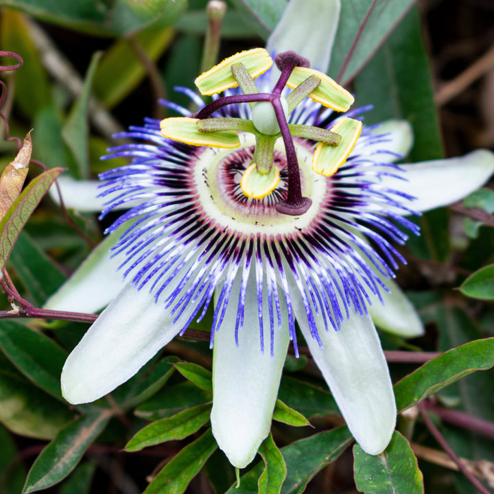 Passiebloem Caerulea | Blauwe Passiflora klimplant – Ø15cm ↕65cm