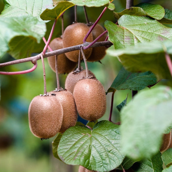 Set Biologische Kiwiplanten | Actinidia deliciosa | 20-25 cm Hoog